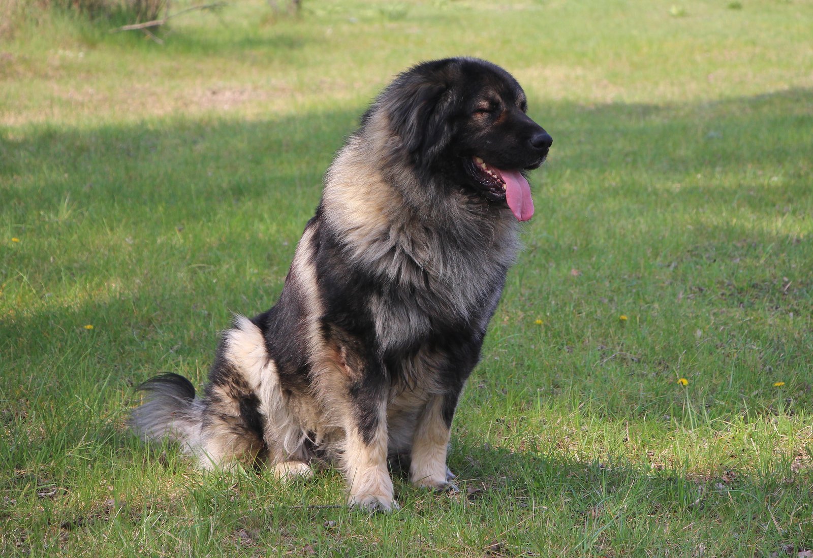 Illyrian Dog